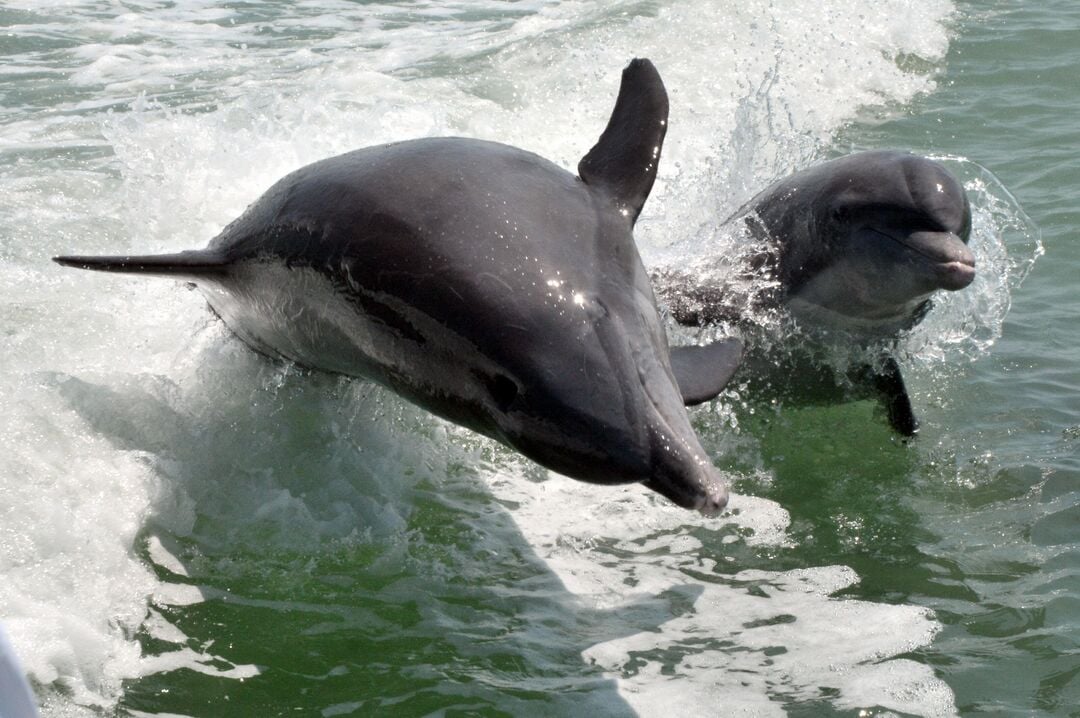 Dolphin Mother & Baby