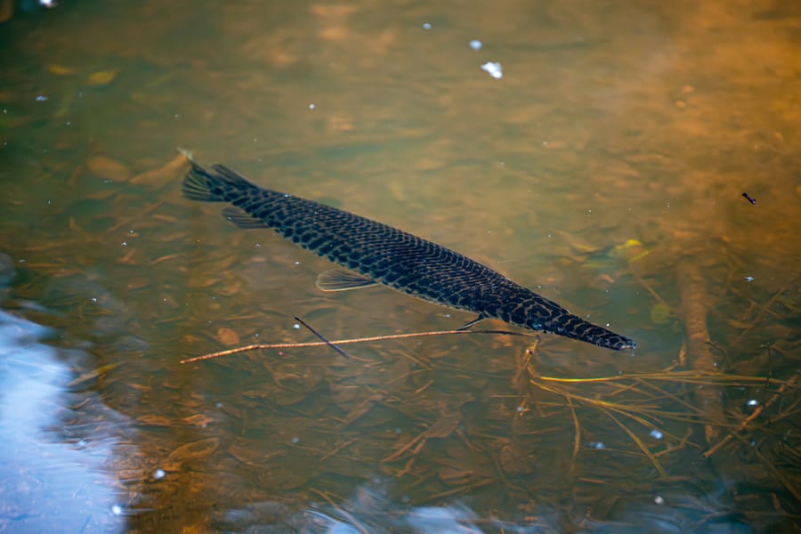 Wildlife-2
