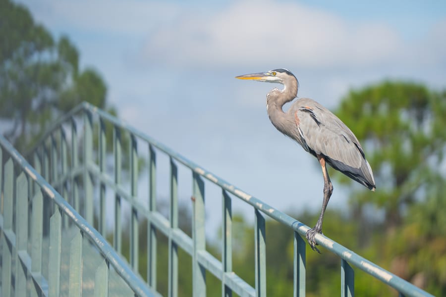 Water Treatment Facility Wildlife FLIP_09162025_CD