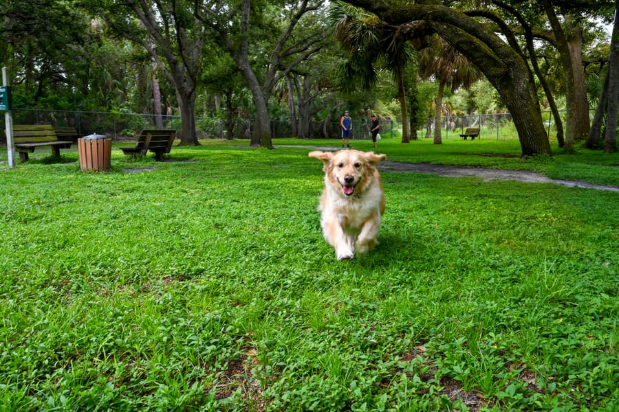 20250909_WoodmerePark_016_SD