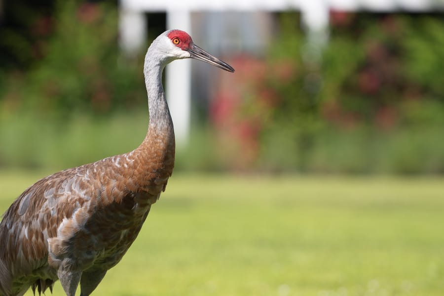 Wildlife_CD