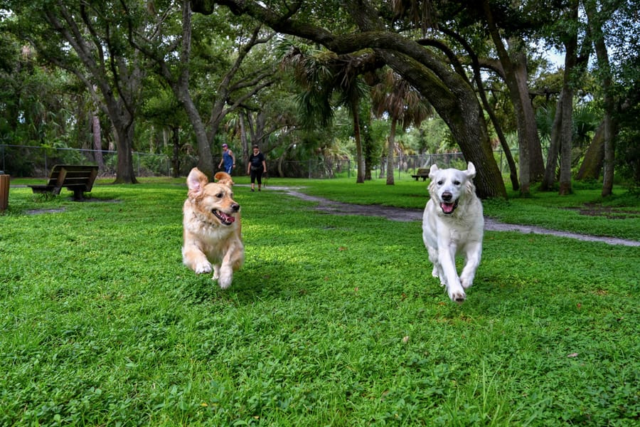 20250909_WoodmerePark_018_SD