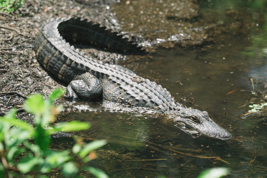 Wildlife-6