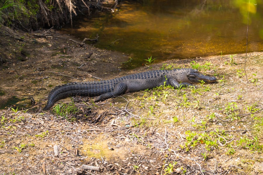 Wildlife-3