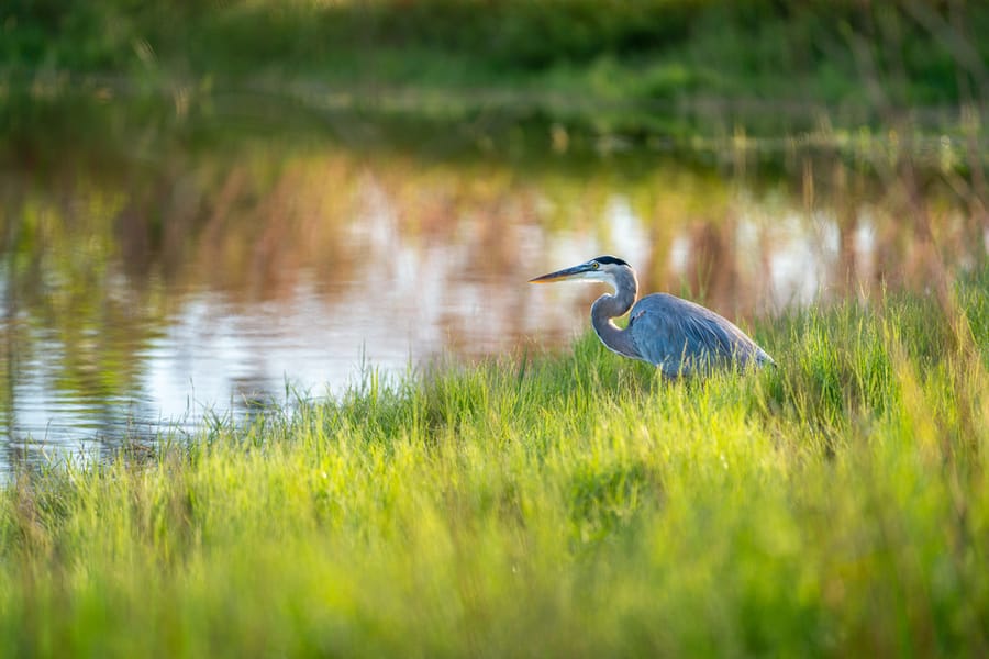 Heron at Butler Park Pond_CD