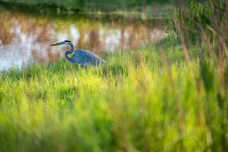 Wildlife at Butler Park Pond_CD