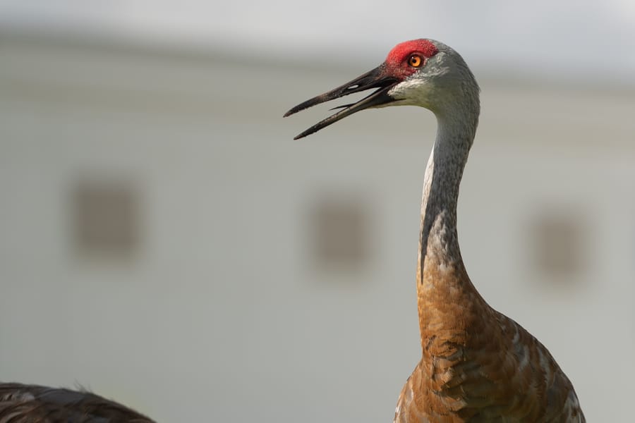 Wildlife_CD-2