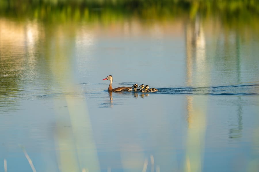 Wildlife at Butler Park Pond_CD-2