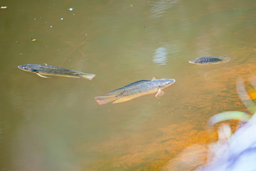 Wildlife