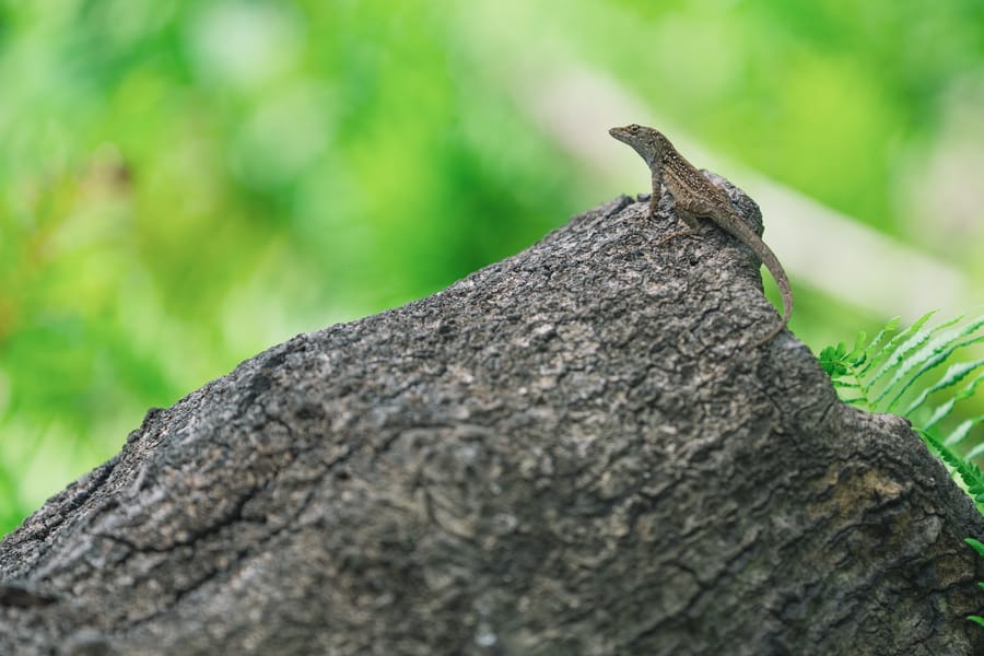 Wildlife-5