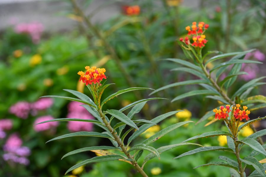 20250909_WoodmerePark_041_SD