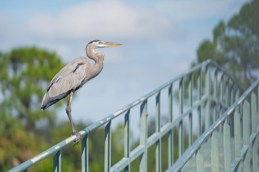 Water Treatment Facility Wildlife_09162025_CD