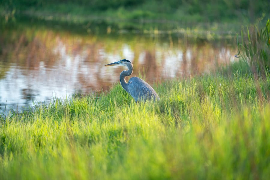 Wildlife at Butler Park Pond_CD-3