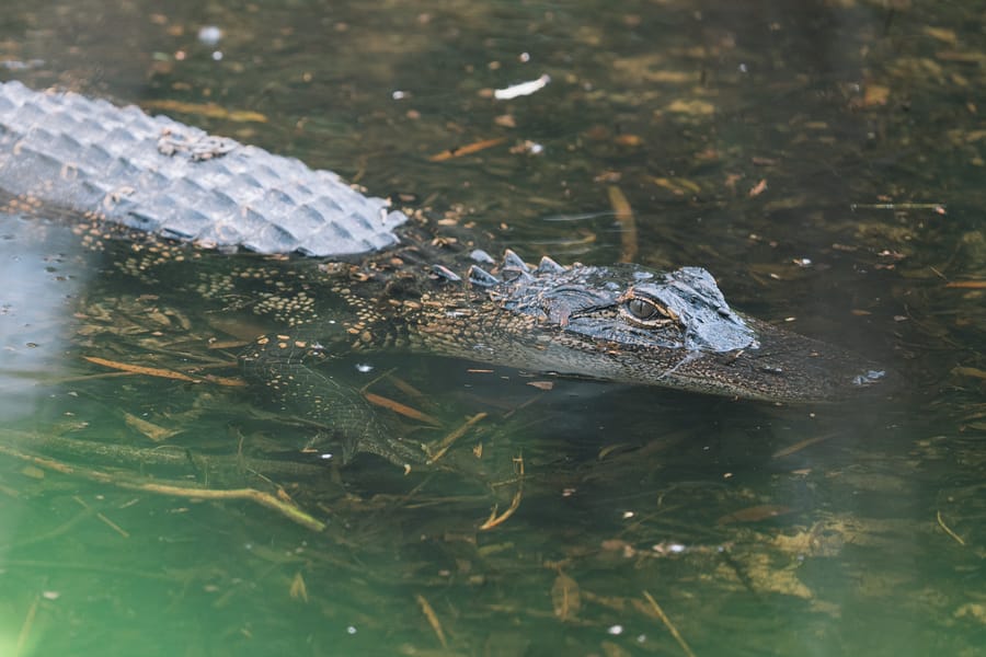 Wildlife-7