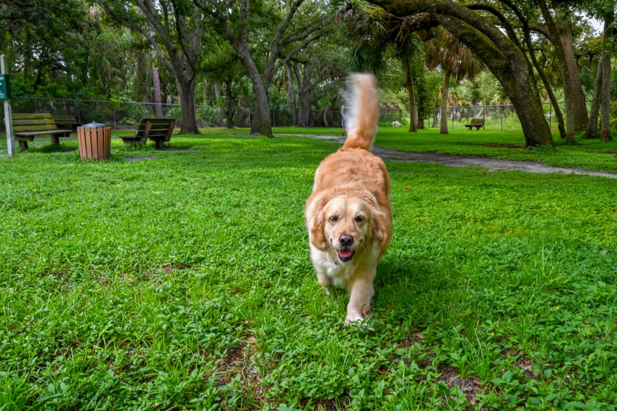 20250909_WoodmerePark_017_SD