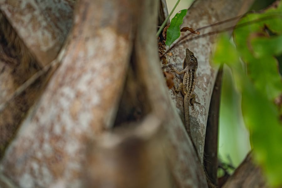 Wildlife-4