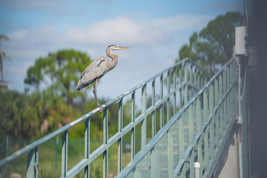 Water Treatment Facility Wildlife FLIP_09162025_CD-2