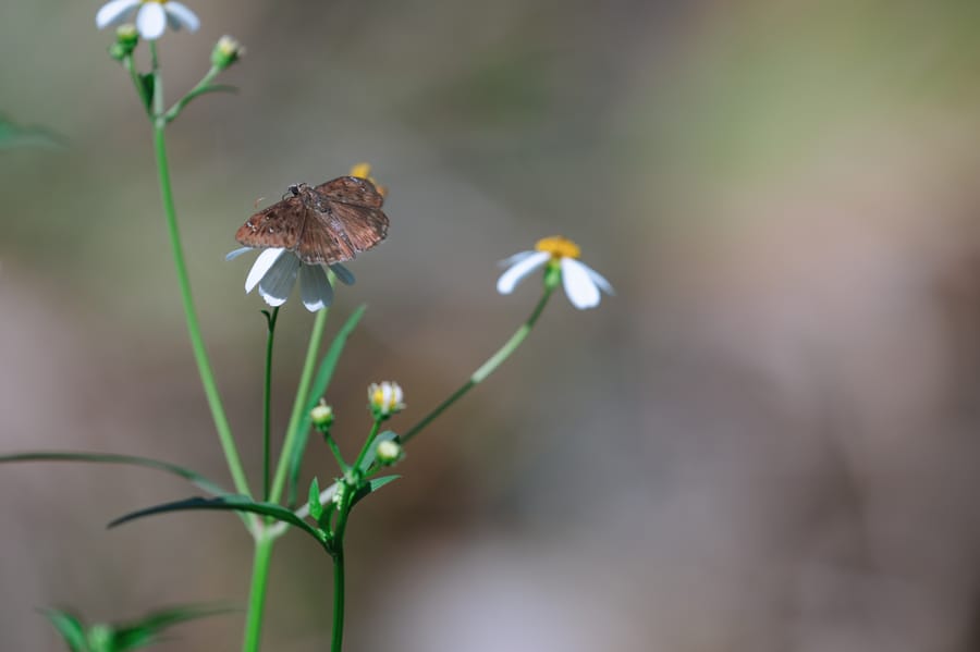 Wildlife_CD-6