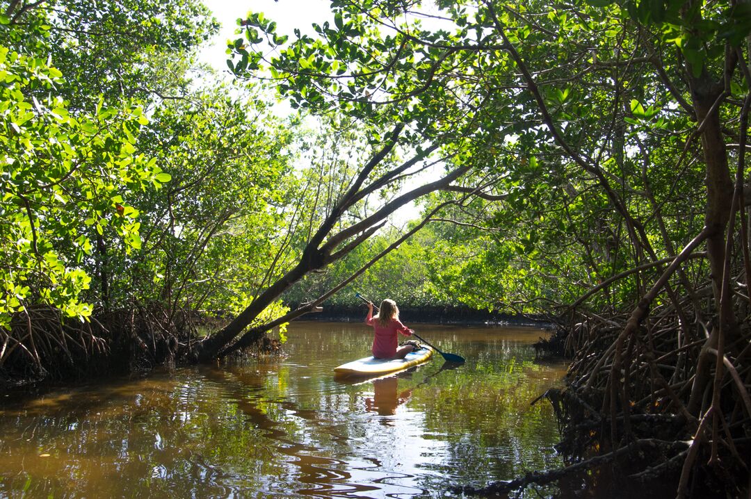 Kayaking in the Mangroves