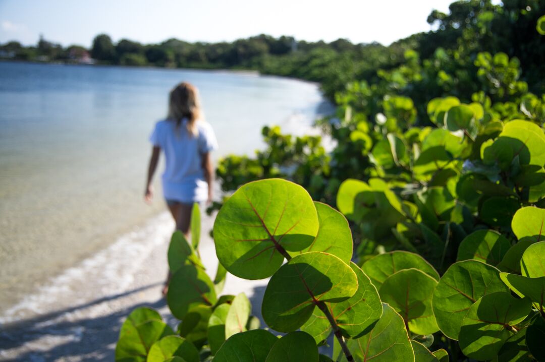 Desoto Beach Mangrove