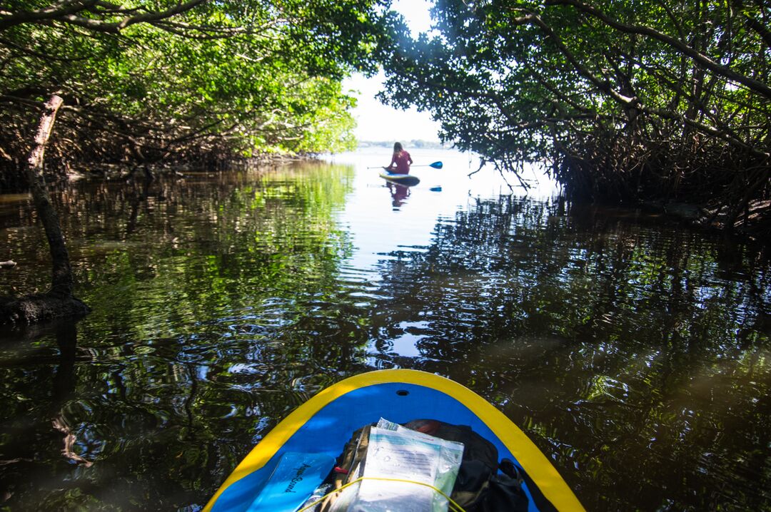 Kayaking in the Mangroves