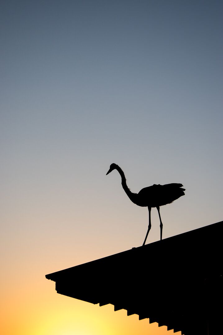 Bird Silhouette