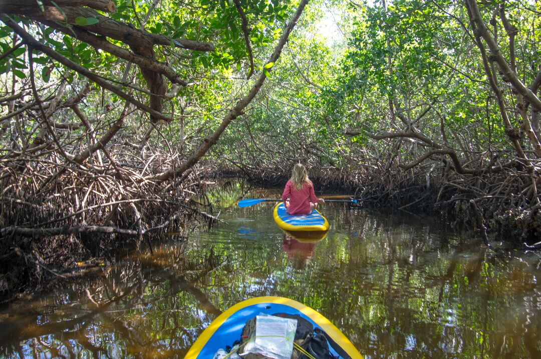 Kayaking in the Mangroves