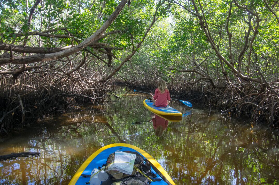 Kayaking in the Mangroves