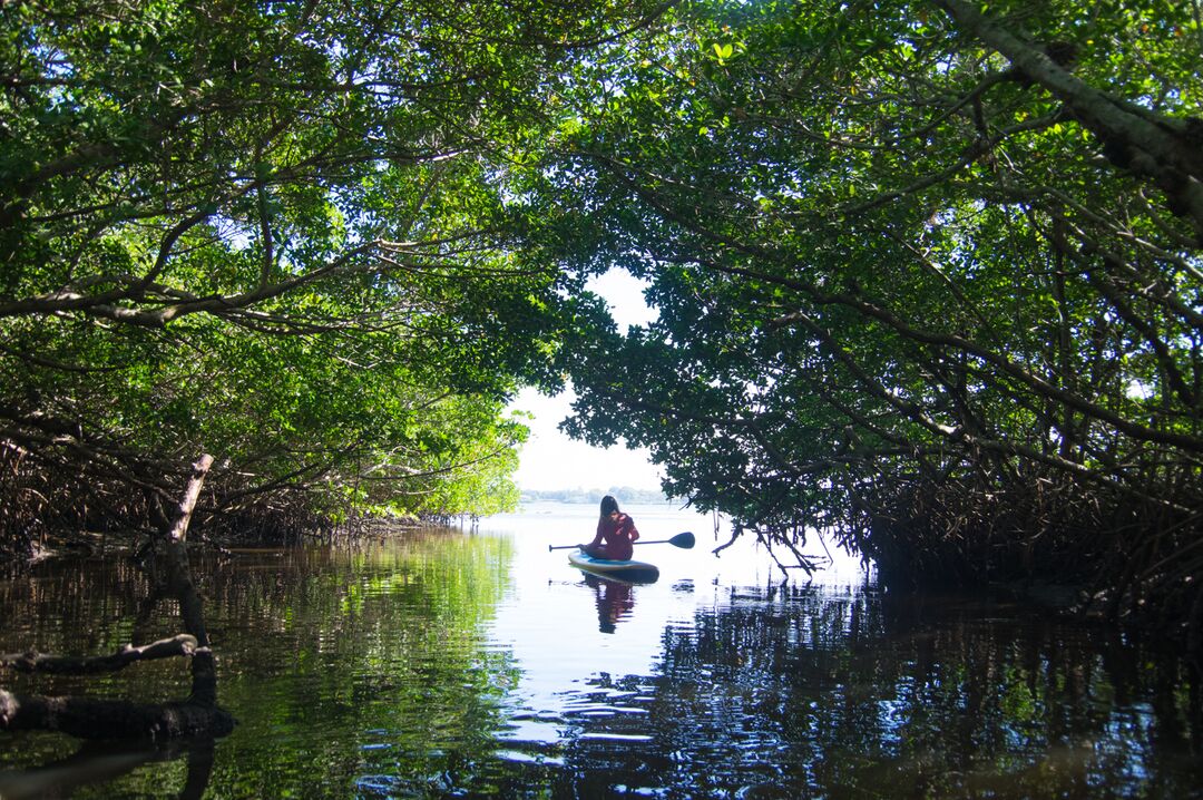 Kayaking in the Mangroves