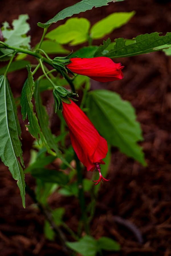 WMSP_Butterfly Garden_20251203 (24)