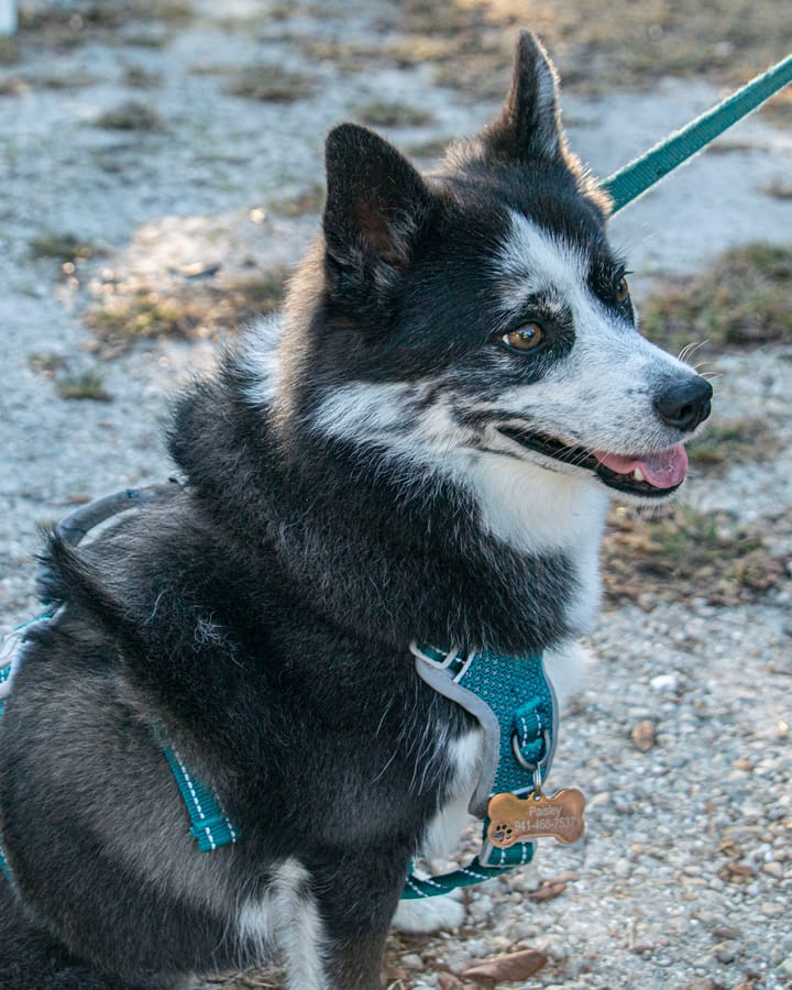 K-9 Connections_20251213 (11)