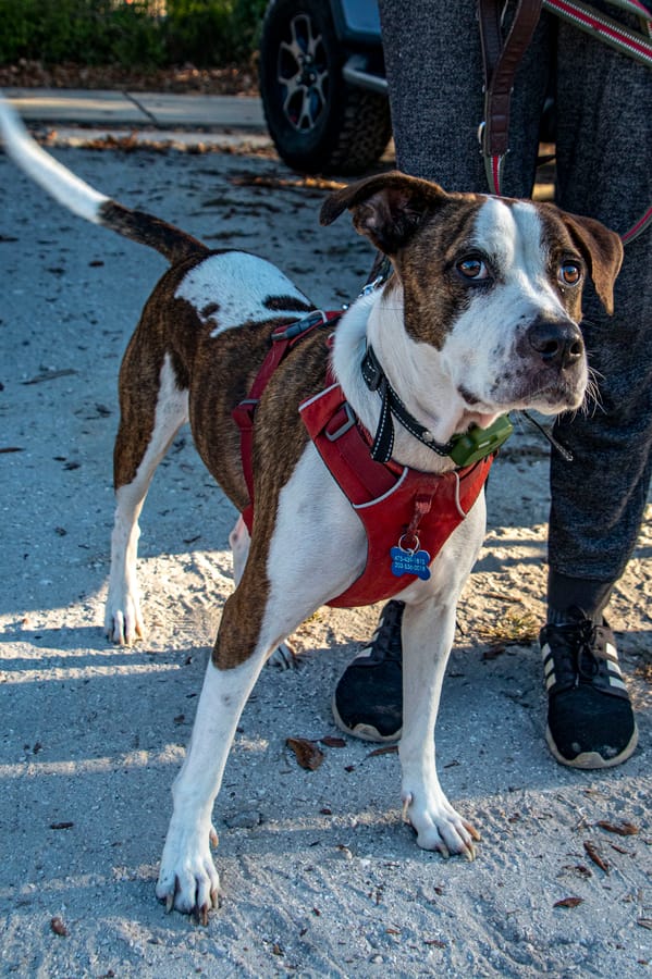 K-9 Connections_20251213 (14)