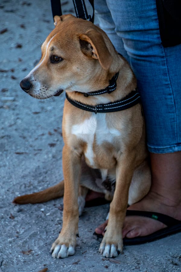 K-9 Connections_20251213 (13)