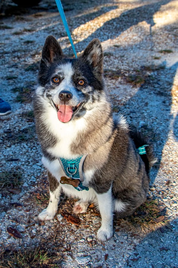 K-9 Connections_20251213 (12)