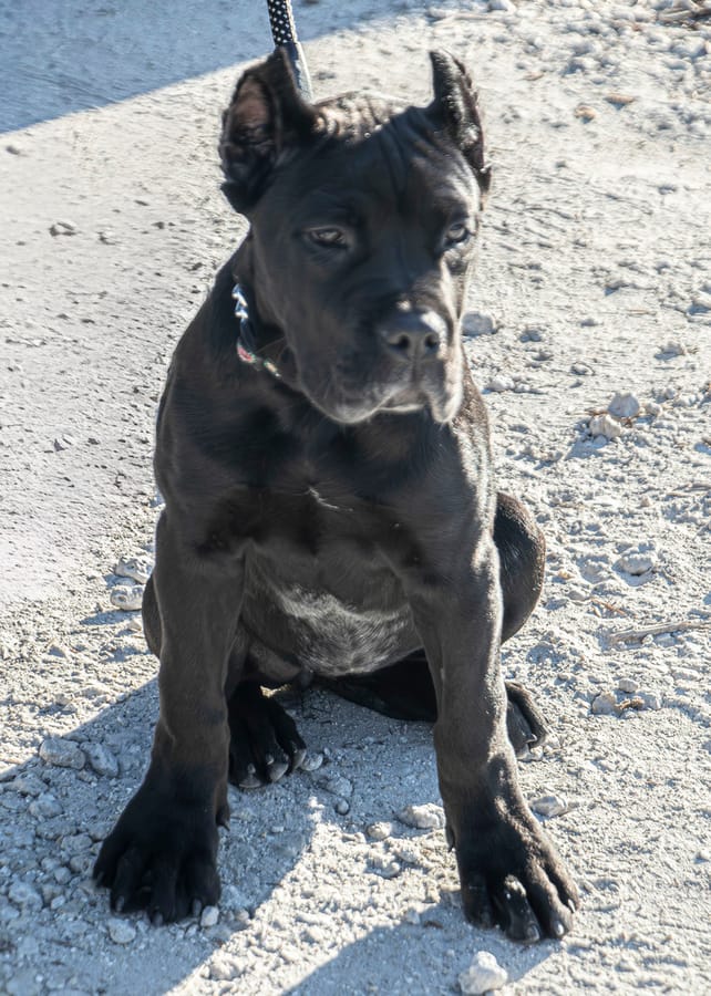 K-9 Connections_20251213 (15)