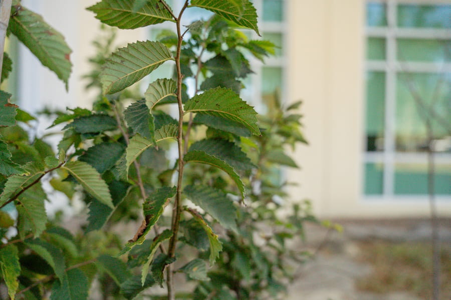 Jan. 16 Tree Giveaway IY (42)