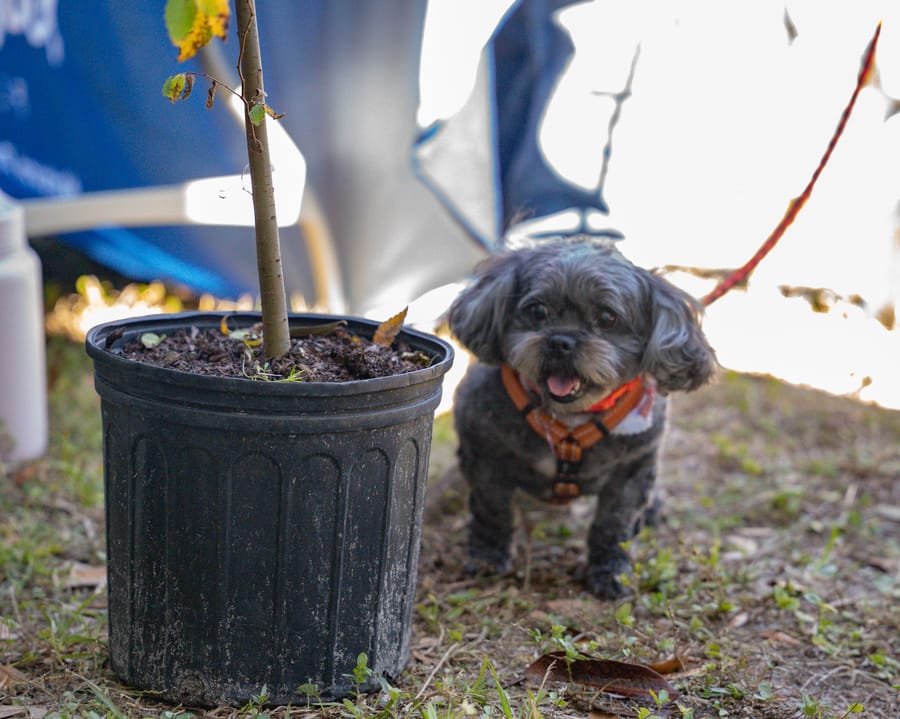 Jan. 16 Tree Giveaway IY (30)