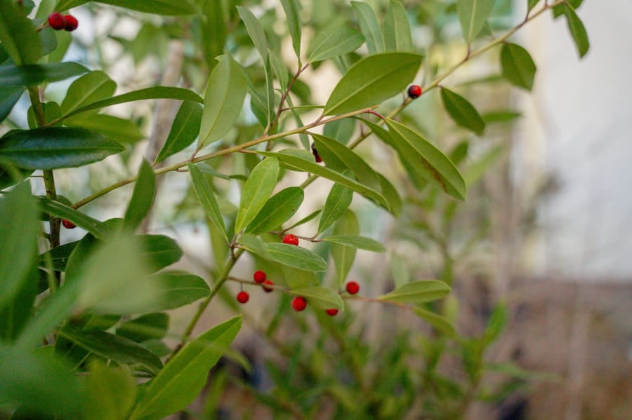Jan. 16 Tree Giveaway IY (44)