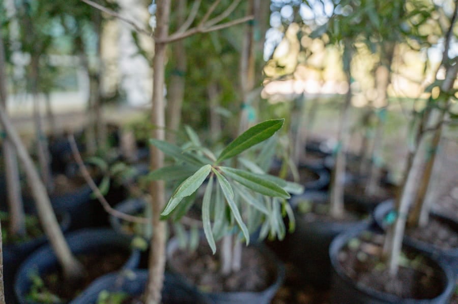 Jan. 16 Tree Giveaway IY (43)