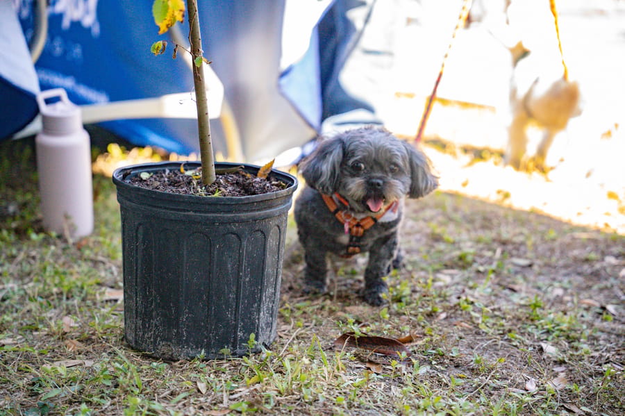 Jan. 16 Tree Giveaway IY (29)
