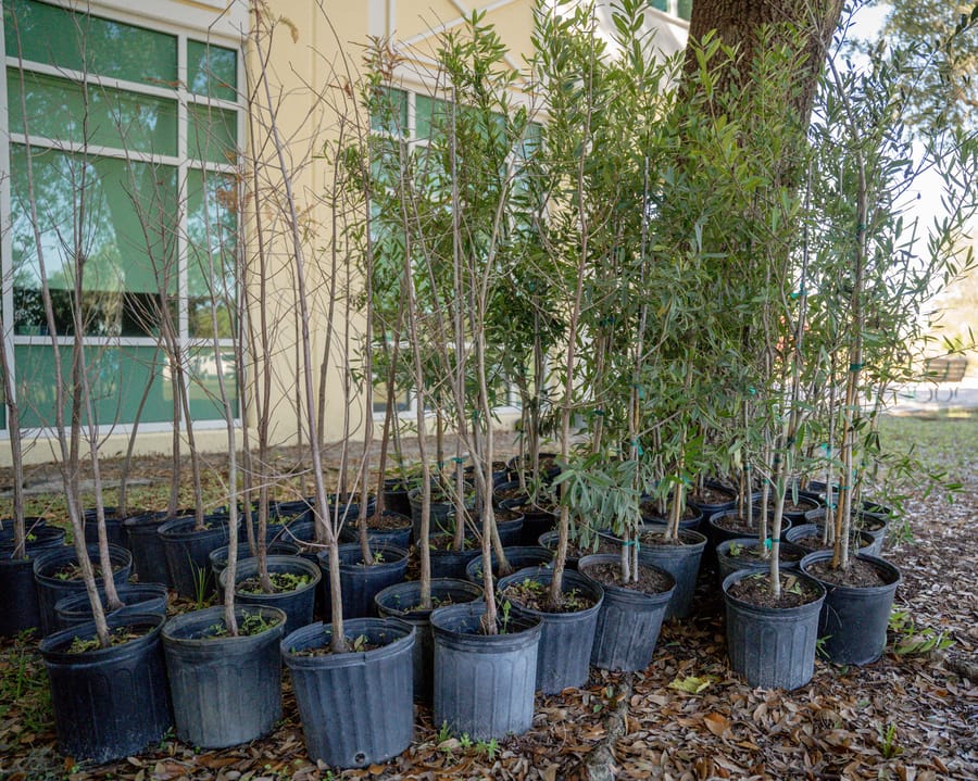 Jan. 16 Tree Giveaway IY (40)
