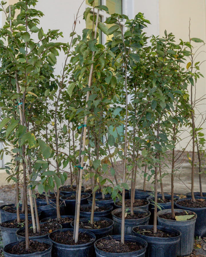 Jan. 16 Tree Giveaway IY (41)