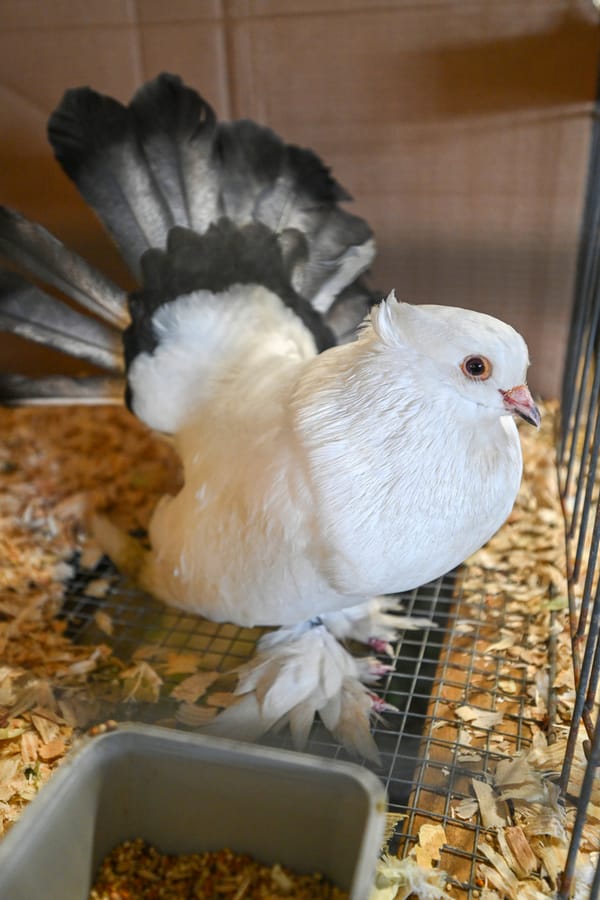 20260313_CountyFair_085_SD