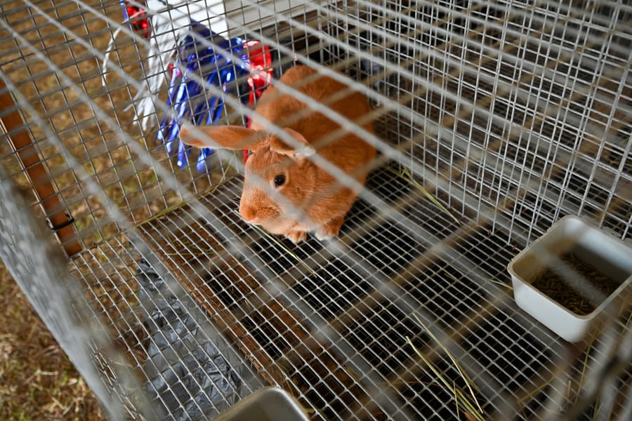 20260313_CountyFair_084_SD