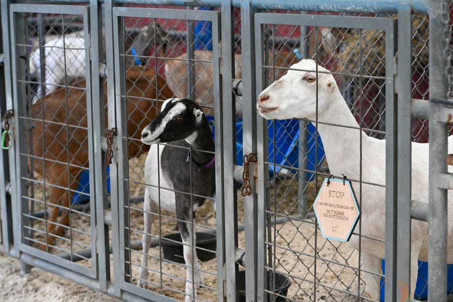 20260313_CountyFair_009_SD