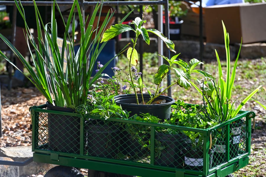 20260306_PlantSale_002_SD