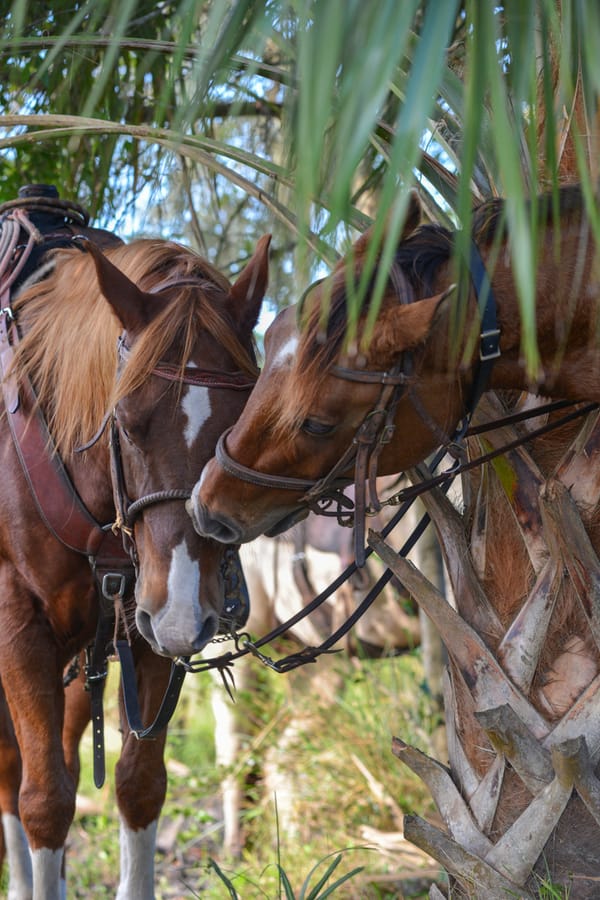 20161025_CattleWaltonRanch_2129_SD