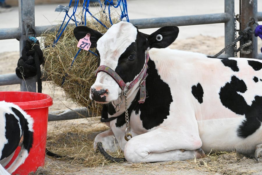 20260313_CountyFair_006_SD