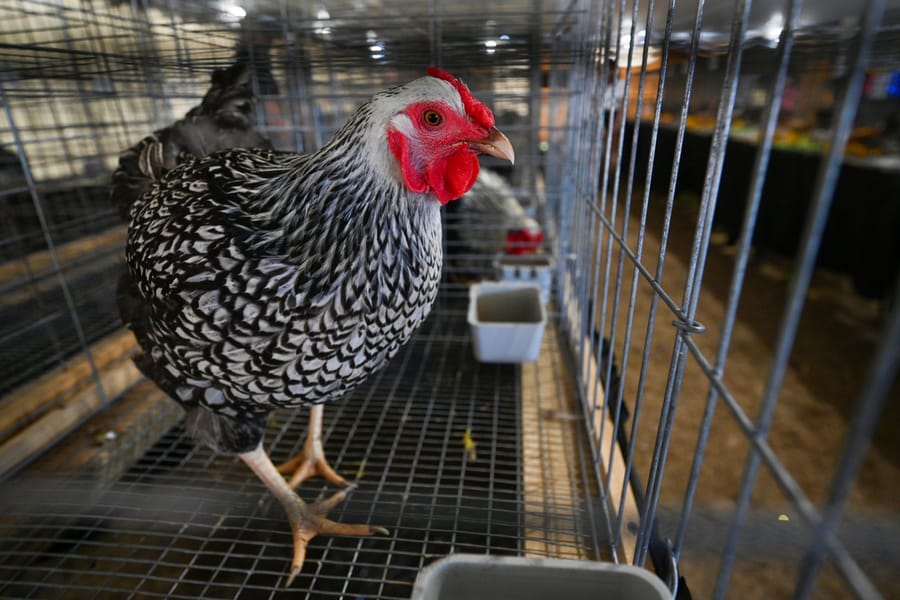 20260313_CountyFair_086_SD