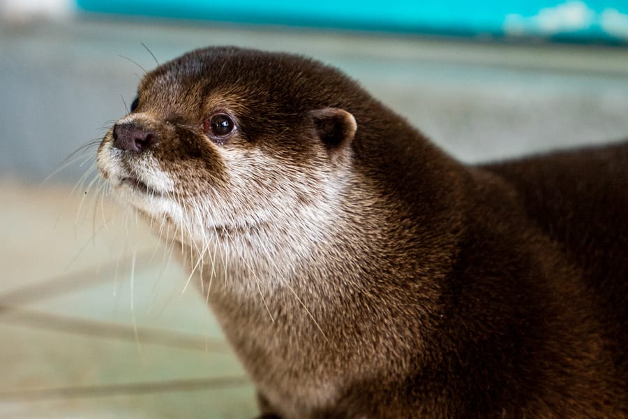 Splash - Search and Rescue Otter_CD-16